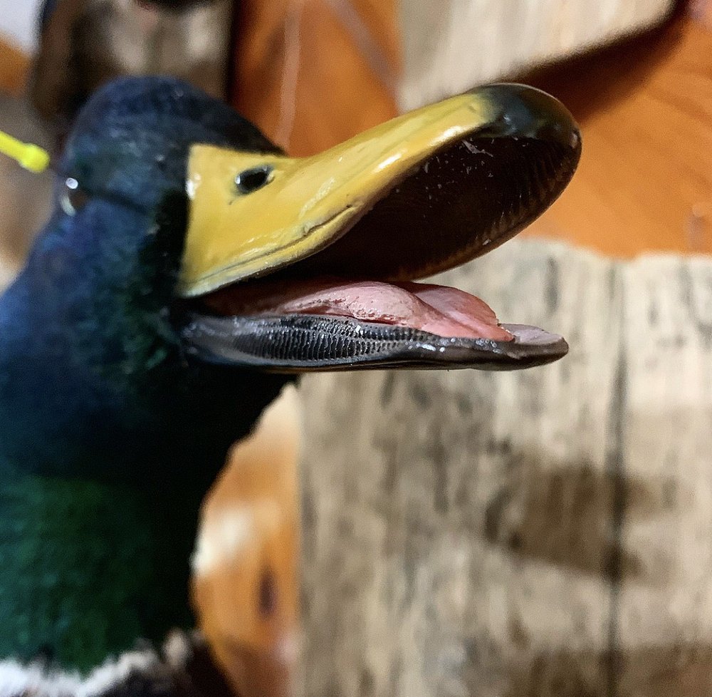 Duckman Taxidermy - taxidermy in Ponchatoula, LA