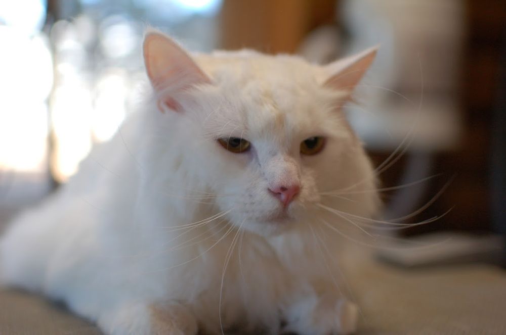 A LA CARTE PET GROOMING Updated September 2024 36 Photos & 22