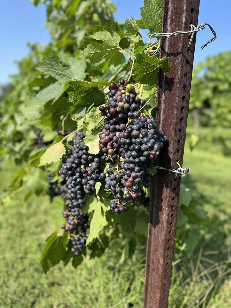 The Pour Vineyard Logo