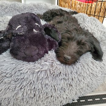 Paws Pet Resort - After a day at Paws. - Pet Sitting Near Me - San Clemente, California