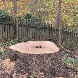 D&A Tree Surgeons - We want to be your team of choice for tree removal in the Spartanburg area.