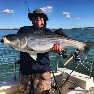 Trophy Striped Bass Fishing Oct-1 to Jan-1 - If youre looking for an exciting trip on the beautiful San Francisco Bay or Delta our Trophy Striped Bass trips in the Fall and early winter months are definitely a must!
Typical days are 10 to 30 fish in these size classes, we use light gear so they put up a heck of a fight!
These fish are fun for all ages and a unique opportunity not many other charters offer....
We specialize in Trophy Bass fishing and have spent countless hours perfecting our craft as we are from the area and have been doing this for over 30 yrs ... Trophy Striped Bass Fishing Oct-1 to Jan-1 - If youre looking for an exciting trip on the beautiful San Francisco Bay or Delta our Trophy Striped Bass trips in the Fall and early winter months are definitely a must!
Typical days are 10 to 30 fish in these size classes, we use light gear so they put up a heck of a fight!
These fish are fun for all ages and a unique opportunity not many other charters offer....
We specialize in Trophy Bass fishing and have spent countless hours perfecting our craft as we are from the area and have been doing this for over 30 yrs ...