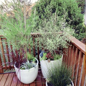 Forevergreen Landscape - Skillful pot composition. - Landscaping Near Me - San Francisco, California