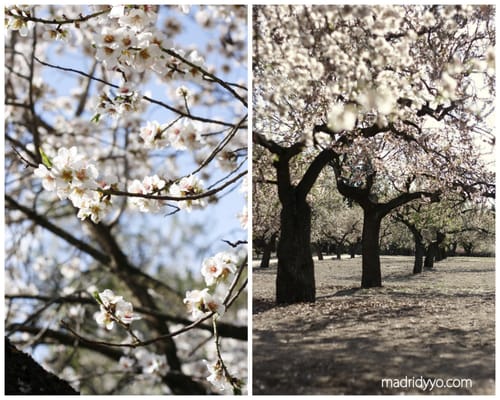 Parque de la Quinta de los Molinos by null