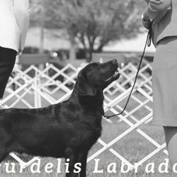 Fleurdelis Labradors
