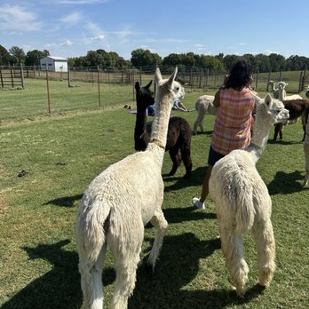 Zena Suri Alpacas - Out for a peaceful stroll at Zena Suri Alpacas. - Knitting Supplies Near Me - Jay, Oklahoma Zena Suri Alpacas - Out for a peaceful stroll at Zena Suri Alpacas. - Knitting Supplies Near Me - Jay, Oklahoma