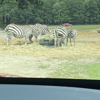 Six Flags Safari - Amusement Parks Near Me - Jackson Township, New Jersey Six Flags Safari - Amusement Parks Near Me - Jackson Township, New Jersey