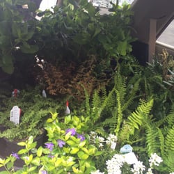Boring Square Garden Center - Gorgeous healthy ferns and hydrangeas. We filled up our four-runner.