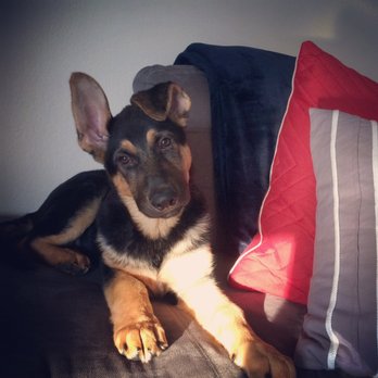 Von Ward Kennels - Pet Breeders Near Me Von Ward Kennels - Pet Breeders Near Me