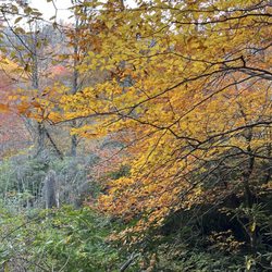 Gatlinburg Trail - 3 hour hike so worth it!