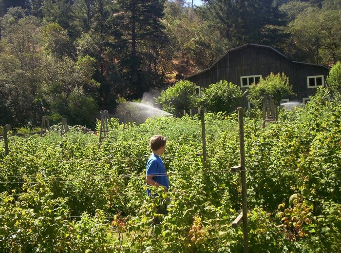 Emandal - Picking berries. - Guest Houses Near Me - Willits, California Emandal - Picking berries. - Guest Houses Near Me - Willits, California