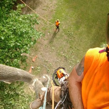 E&E Tree Services - The rope man is responsible for keeping the tree climber, the property, and the crew safe. - Tree Services Near Me - Williamsburg, Virginia E&E Tree Services - The rope man is responsible for keeping the tree climber, the property, and the crew safe. - Tree Services Near Me - Williamsburg, Virginia