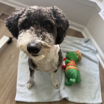 Pet Wants - Obi after his groom! - Pet Stores Near Me - Raleigh, North Carolina Pet Wants - Obi after his groom! - Pet Stores Near Me - Raleigh, North Carolina
