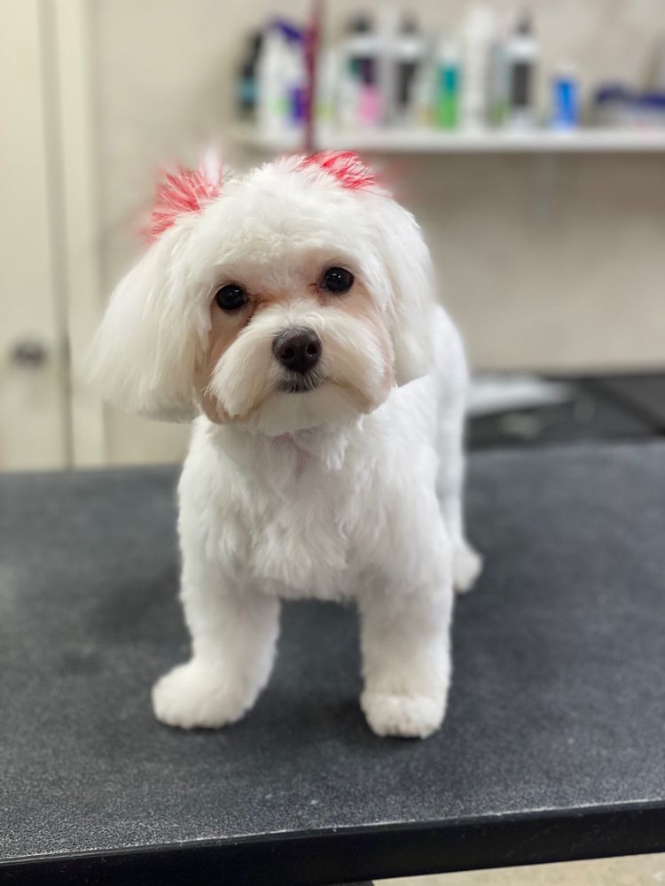 BUBBLES & BOWS PET GROOMING SALON Updated August 2024 24 Photos