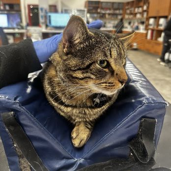 Veterinary Emergency Group - Finn with an inflamed bladder in 2025 - Emergency Pet Hospital Near Me - Elkridge, Maryland