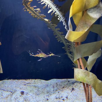 Shedd Aquarium - Aquariums Near Me - Chicago, Illinois