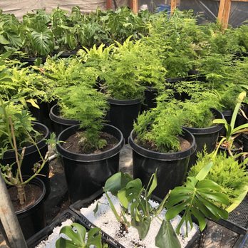 Carlos Floral - Plant nursery behind the main building - Florists Near Me - Encinitas, California