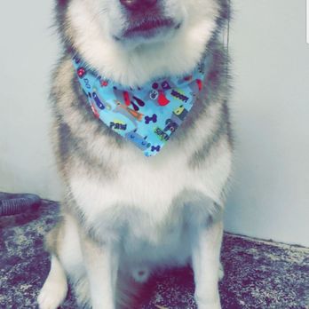 All About Pets Grooming - Pet Groomers Near Me - Raleigh, North Carolina All About Pets Grooming - Pet Groomers Near Me - Raleigh, North Carolina