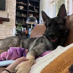 Ellie's Dog Sitting