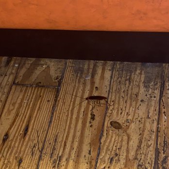 Sam's Boat - ROACHES‼‼‼ - Seafood Near Me - Houston, Texas Sam's Boat - ROACHES‼‼‼ - Seafood Near Me - Houston, Texas