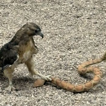 White Mountain Nature Center - A red tailed hawk, the rattlesnake hunter! - Recreation Centers Near Me - Pinetop, Arizona