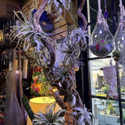 Intown Ace - Air plants
