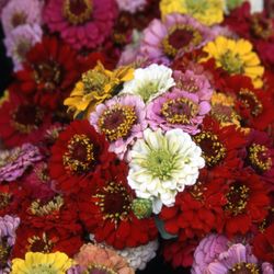 Durango Farmers Market