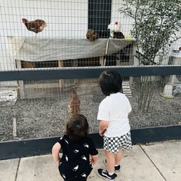 Chickens!