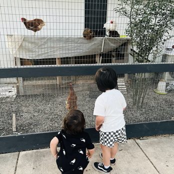 Refuge Coffee and Beer - Chickens! - Coffee & Tea Near Me - San Antonio, Texas