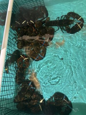 Out of the Blue Seafood by null