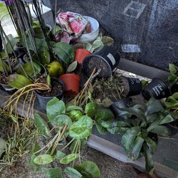 Hassett Hardware - Since Hassett took over Ace Hardware at the point, they've let plants in the nursery fall into neglect.
