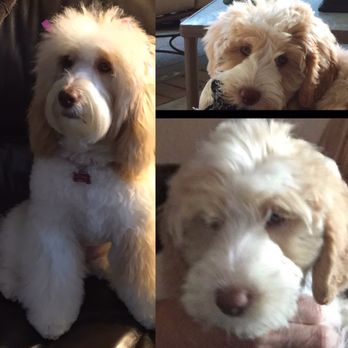 Hales Australian Labradoodles - Pet Stores Near Me - Bakersfield, California