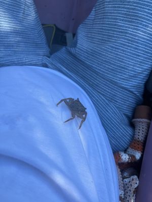 Lazy Dog Adventures by null