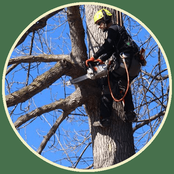 Challengers Tree Service - a man cutting a tree with a chainsaw - Tree Services Near Me - Grove City, Ohio Challengers Tree Service - a man cutting a tree with a chainsaw - Tree Services Near Me - Grove City, Ohio