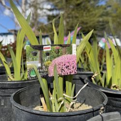 Faltz Landscaping & Nursery