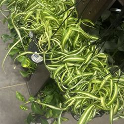 Lowe's Home Improvement - Plant