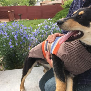 Rocky Mountain Puppy Rescue - Animal Shelters Near Me