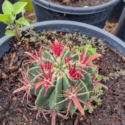 If I collected cacti, this would go home with me.