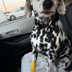 Southampton Veterinary Clinic PC - Buttons coming in for a follow up visit after surgery.