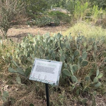Arlington Garden in Pasadena - California Chapparal - Botanical Gardens Near Me - Pasadena, California