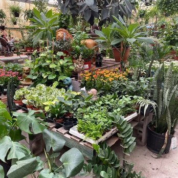 Whitfill Nursery - in the greenhouse! - Nurseries & Gardening Near Me - Gilbert, Arizona Whitfill Nursery - in the greenhouse! - Nurseries & Gardening Near Me - Gilbert, Arizona