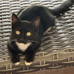 Our semi-stray boy, Ebony.