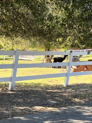 Canzelle Alpacas by null