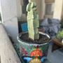 Photo of Arizona Cactus Sales