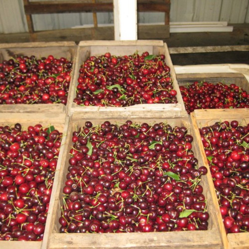a variety of cherries a variety of cherries