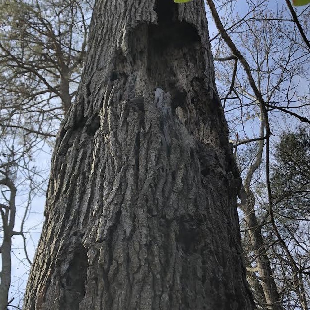 Smart Tree Service - Tree Services Near Me - Lindenwold, New Jersey Smart Tree Service - Tree Services Near Me - Lindenwold, New Jersey
