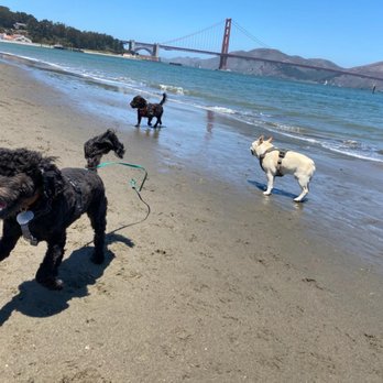 Bright Lights Dog Training - Pet Training Near Me Bright Lights Dog Training - Pet Training Near Me