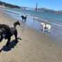 Photo of Bright Lights Dog Training
