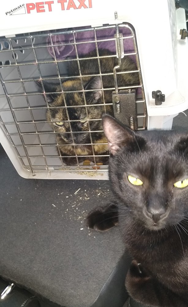 YOUR FLIGHT NANNY 15 Photos Bellview, Florida Pet Transportation