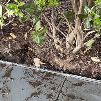 CB Concrete Construction - Cut through our irrigation. They did pay $350 for us to have our landscaper repair. BUT they didn't tell us they did this. - General Contractors Near Me - Los Gatos, California CB Concrete Construction - Cut through our irrigation. They did pay $350 for us to have our landscaper repair. BUT they didn't tell us they did this. - General Contractors Near Me - Los Gatos, California
